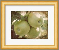Vintage Apples III Fine Art Print