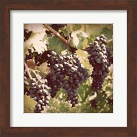 Vintage Grape Vines I Fine Art Print