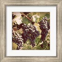 Vintage Grape Vines I Fine Art Print