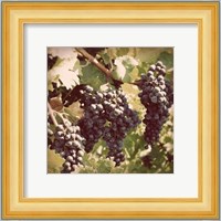 Vintage Grape Vines I Fine Art Print