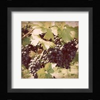 Vintage Grape Vines II Framed Print