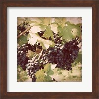 Vintage Grape Vines II Fine Art Print