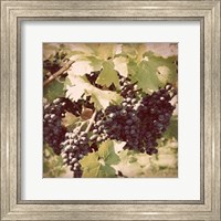 Vintage Grape Vines II Fine Art Print
