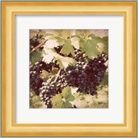 Vintage Grape Vines II Fine Art Print