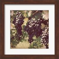 Vintage Grape Vines III Fine Art Print
