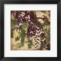 Vintage Grape Vines IV Fine Art Print