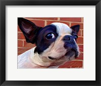 Boston Puppy Fine Art Print