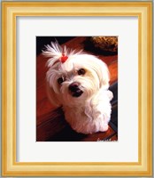 Mini Maltese Fine Art Print