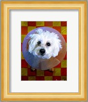 Bichon Fine Art Print