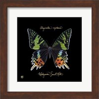 Striking Butterfly II Fine Art Print