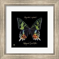 Striking Butterfly II Fine Art Print