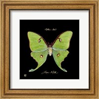 Striking Butterfly IV Fine Art Print