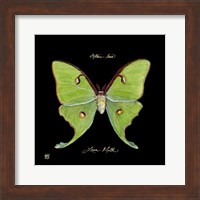 Striking Butterfly IV Fine Art Print