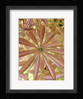 Woodland Plants in Red I Fine Art Print