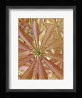 Woodland Plants in Red II Fine Art Print