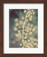 Queen Ann's Lace I Fine Art Print