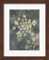 Queen Ann's Lace III Fine Art Print