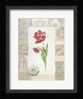 Victorian Tulip I Fine Art Print