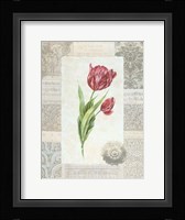 Victorian Tulip II Fine Art Print