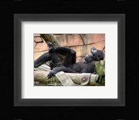 Chimp - Just relaxing Framed Print