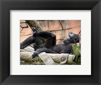 Chimp - Just relaxing Framed Print