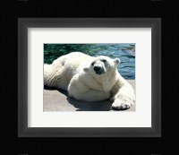 Polar Bear on the floor Fine Art Print