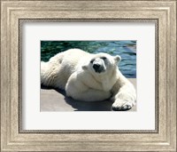 Polar Bear on the floor Fine Art Print