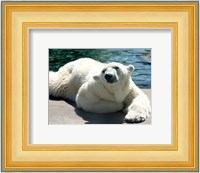 Polar Bear on the floor Fine Art Print