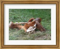 Orangutan - Stretchin out Fine Art Print