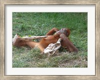 Orangutan - Stretchin out Fine Art Print