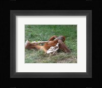 Orangutan - Stretchin out Fine Art Print