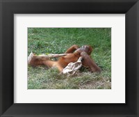 Orangutan - Stretchin out Fine Art Print