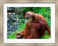 Orangutan - Giving it some thought Fine Art Print