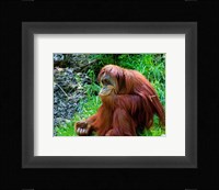 Orangutan - Giving it some thought Fine Art Print