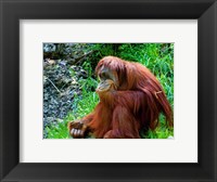 Orangutan - Giving it some thought Fine Art Print