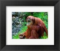 Orangutan - Giving it some thought Fine Art Print