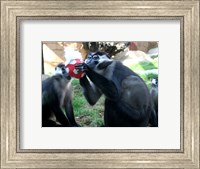 Monkeys - Why play ball when you can eat it Fine Art Print