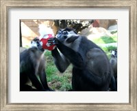 Monkeys - Why play ball when you can eat it Fine Art Print