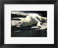 Polar Bear  - Time to take five Fine Art Print