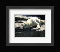 Polar Bear  - Time to take five Fine Art Print