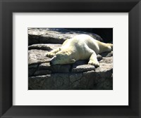 Polar Bear  - Time to take five Fine Art Print
