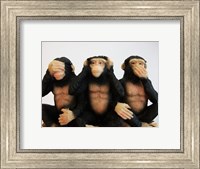 Monkeys - See No Evil, Hear No Evil, Speak No Evil Fine Art Print