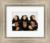 Monkeys - See No Evil, Hear No Evil, Speak No Evil Fine Art Print