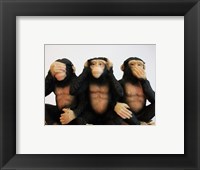 Monkeys - See No Evil, Hear No Evil, Speak No Evil Framed Print