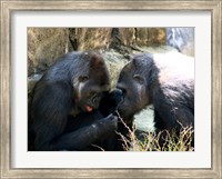 Gorillas - Look what I found! Fine Art Print
