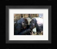 Gorillas - Look what I found! Fine Art Print