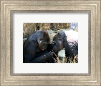 Gorillas - Look what I found! Fine Art Print