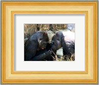 Gorillas - Look what I found! Fine Art Print