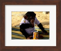 Chimp - Time for a drink Fine Art Print