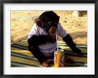 Chimp - Time for a drink Fine Art Print